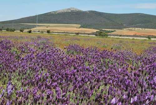 La Perla Casa Rural Sostenible Hiendelaencina Екстериор снимка
